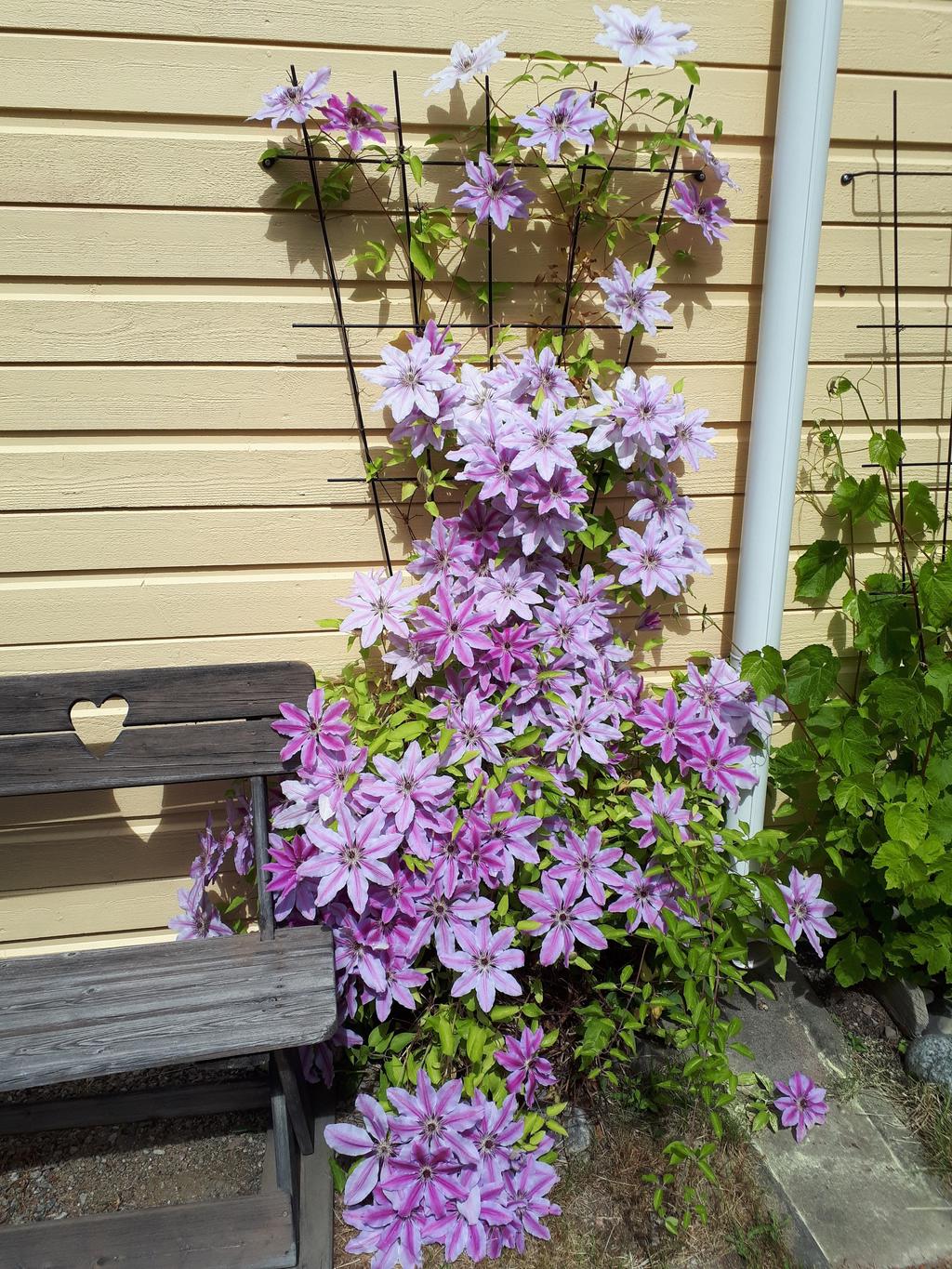 Säljarens sommarbild