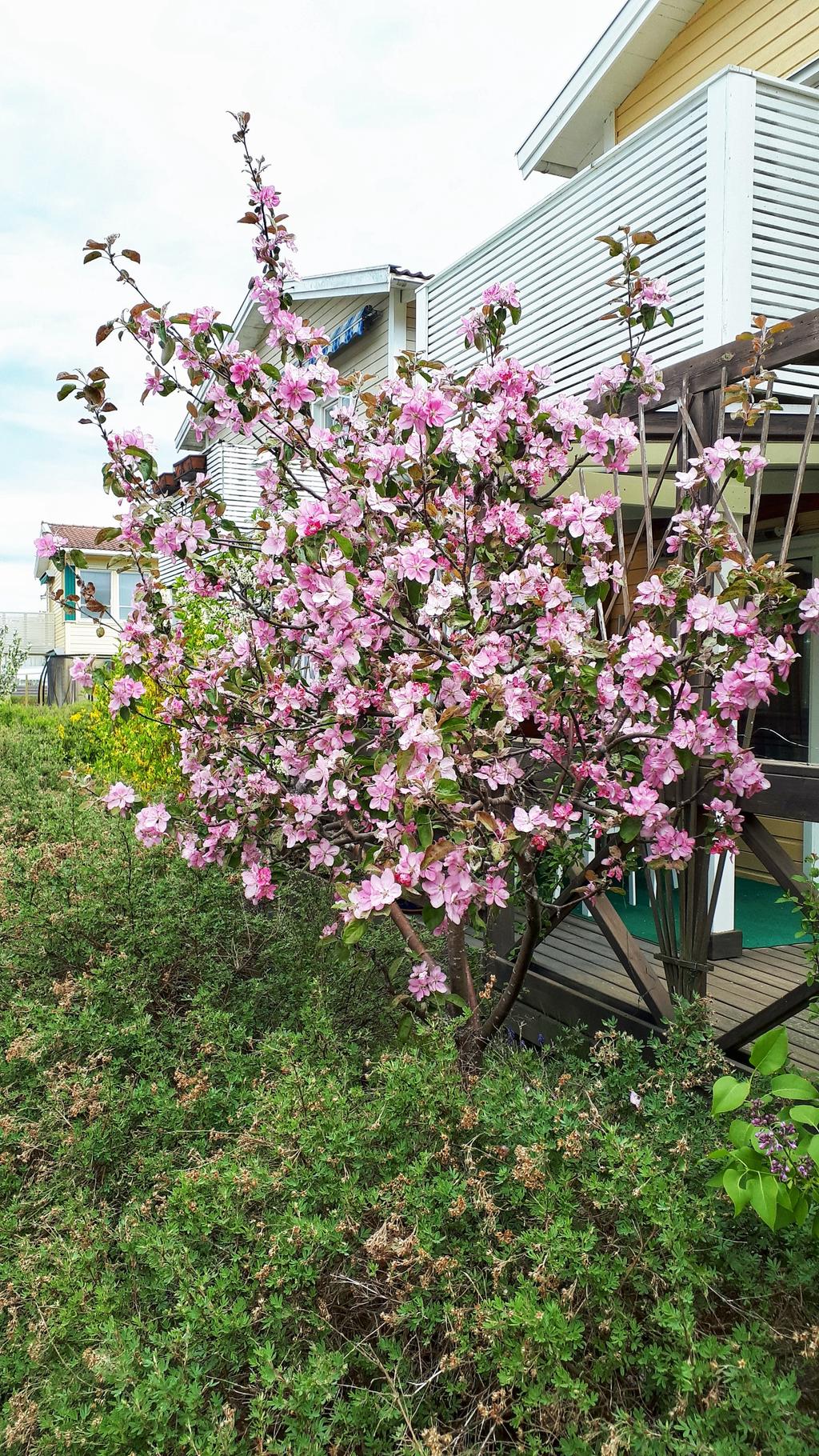 Säljarens sommarbild