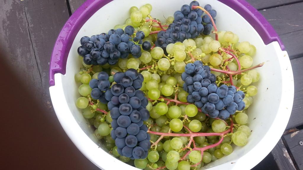 Säljarens sommarbild -Vindruvor från trädgården