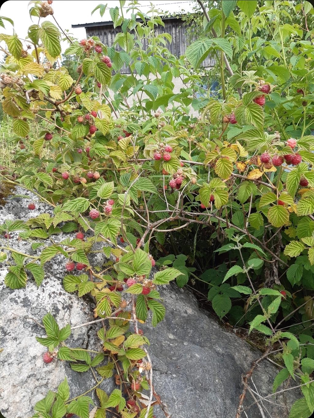 Gott om fruktträd och buskar på gården.