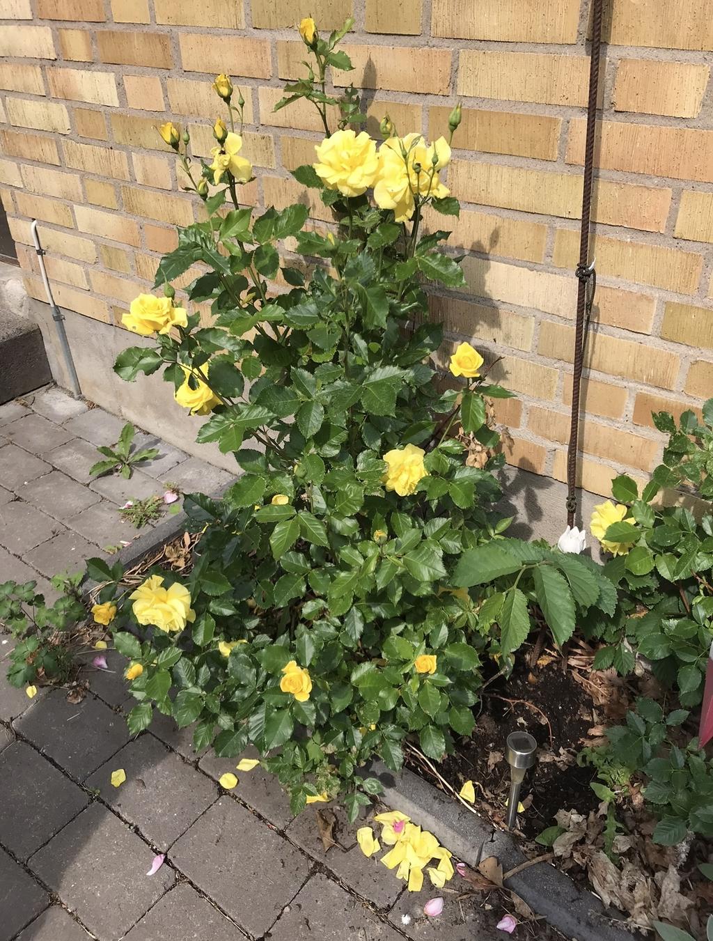 Ägarnas egna bild 