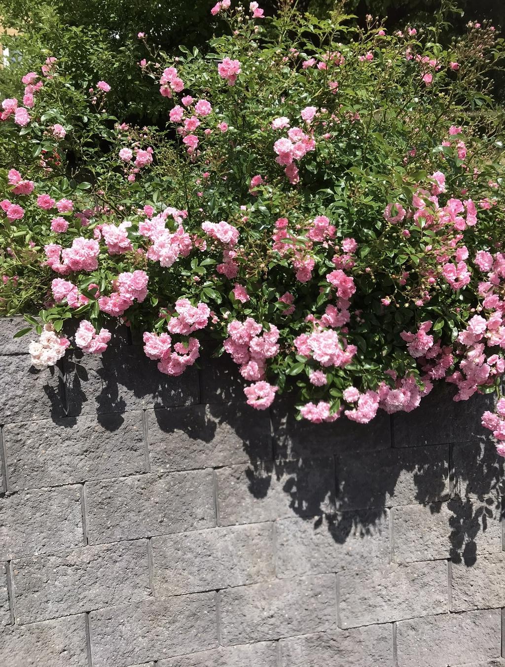 Ägarnas egna bild 