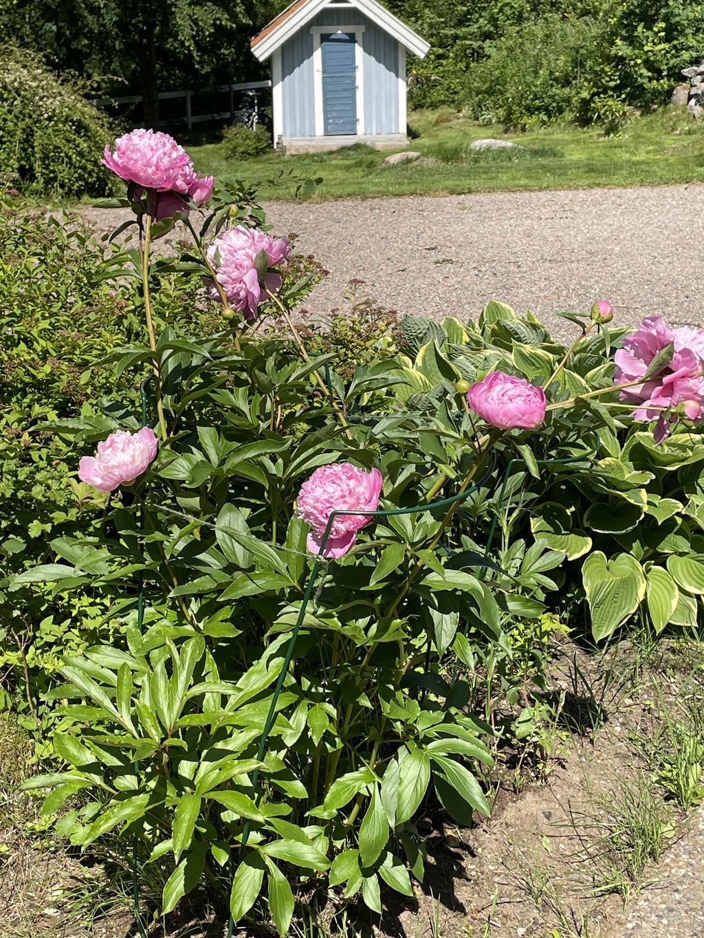 Säljarens egna bild