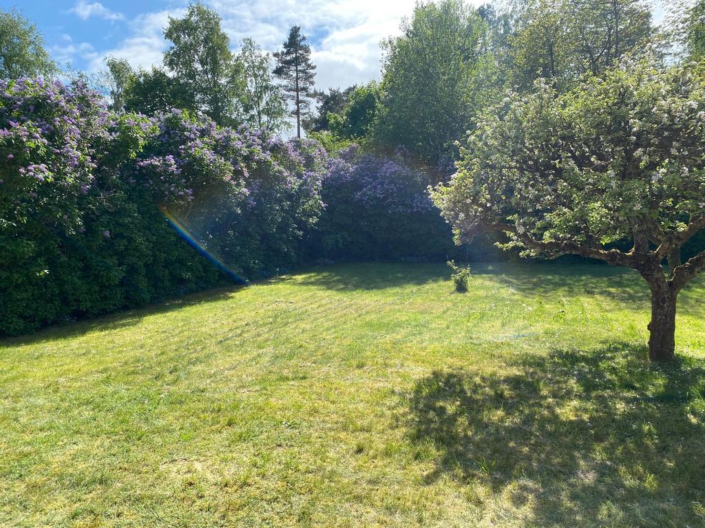 Säljarens bild - syrenhäcken i blom