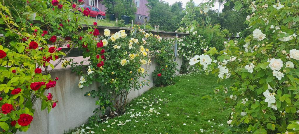 Säljarens sommarbild