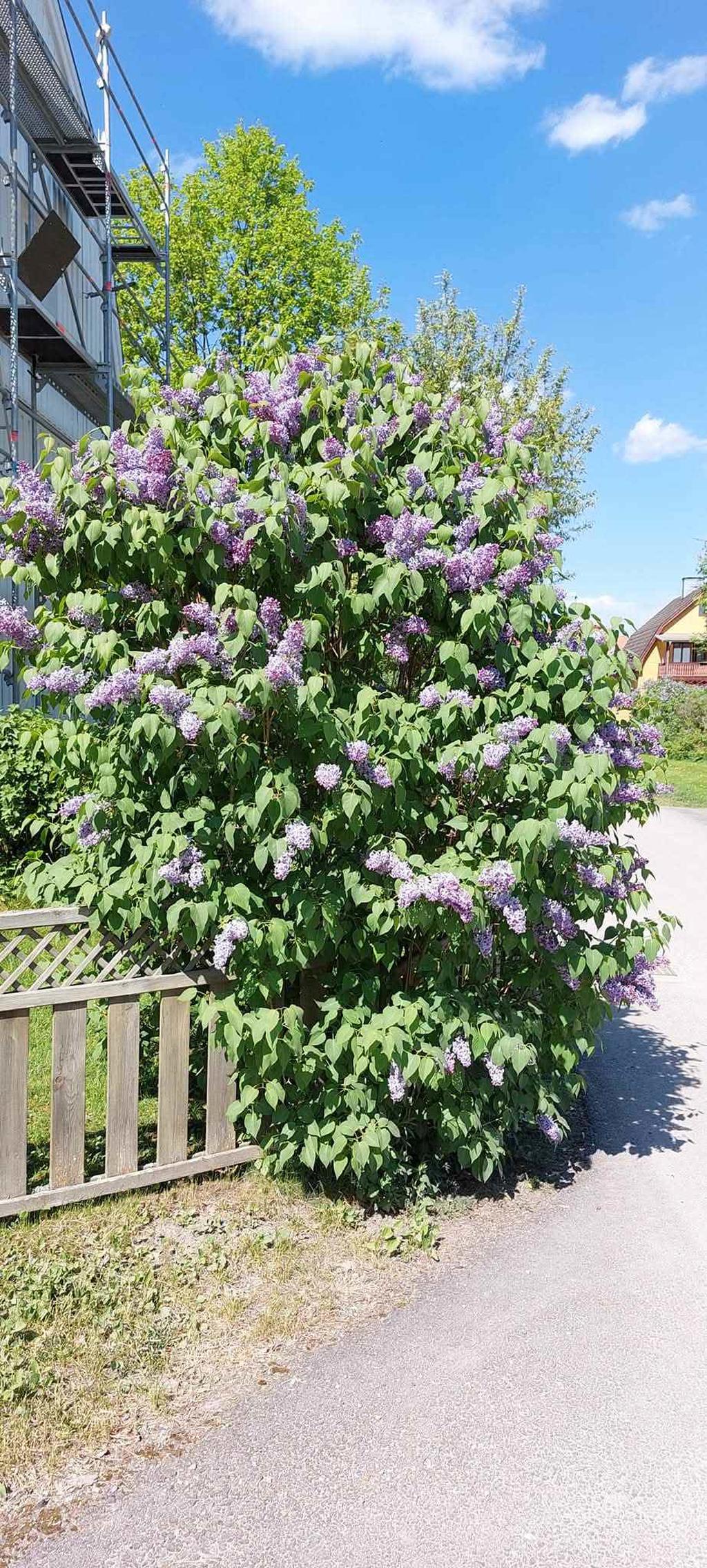 Säljarens egna bild