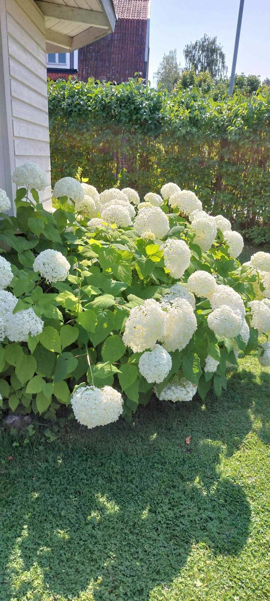 Säljarens egna bild