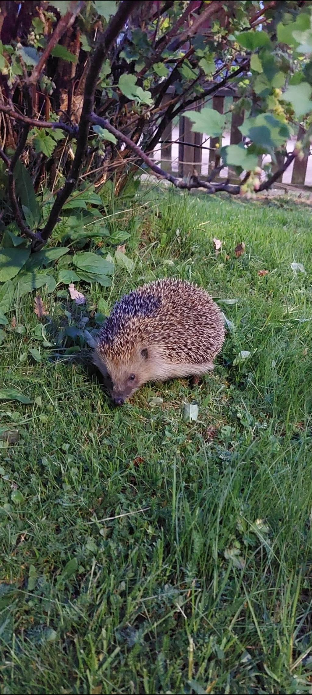 Säljarens egna bild