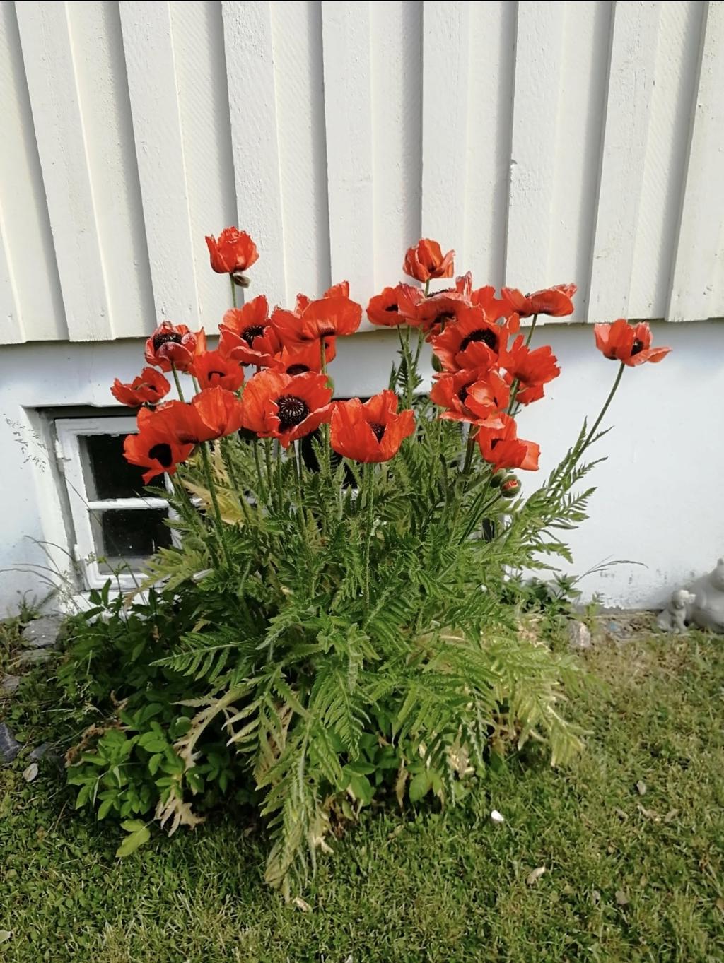 Säljarens egna bild 