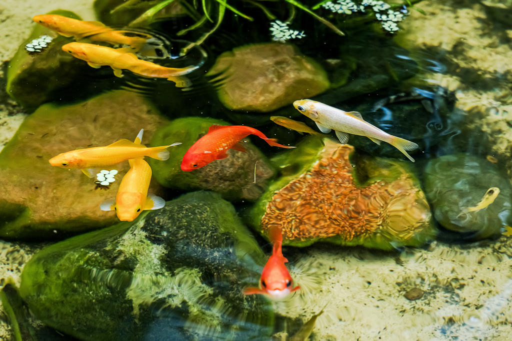 Fiskdammen i vinterträdgården