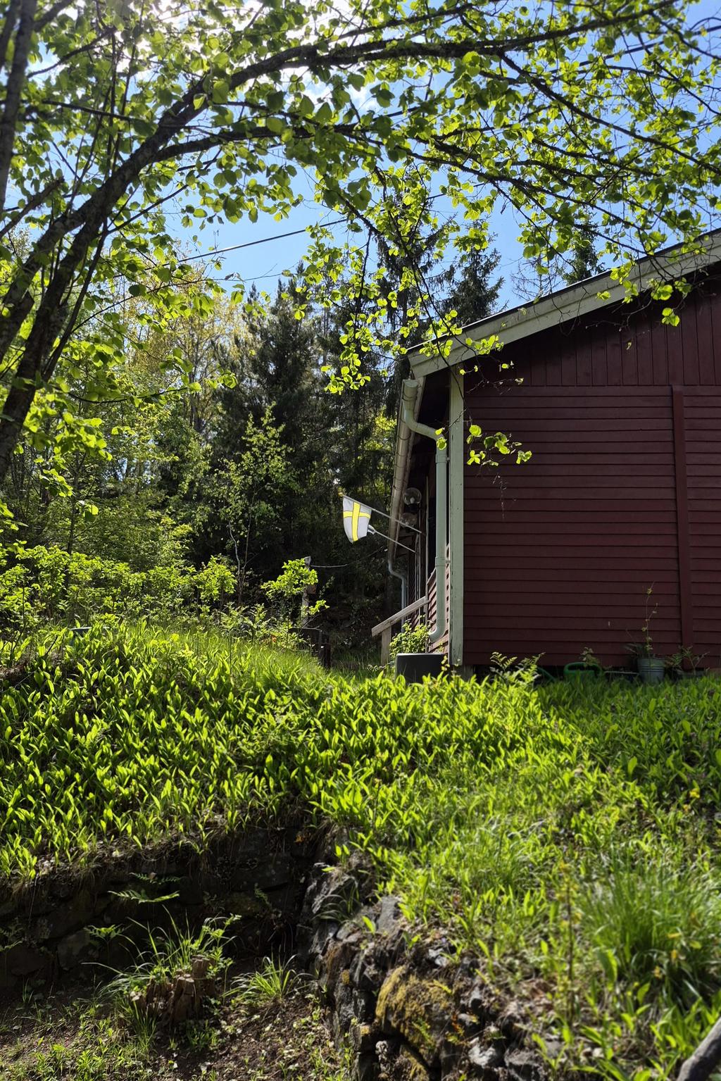 Hela backen utanför huset är täckt av liljekonvaljer