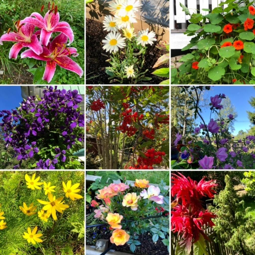 Säljarnas egna bild