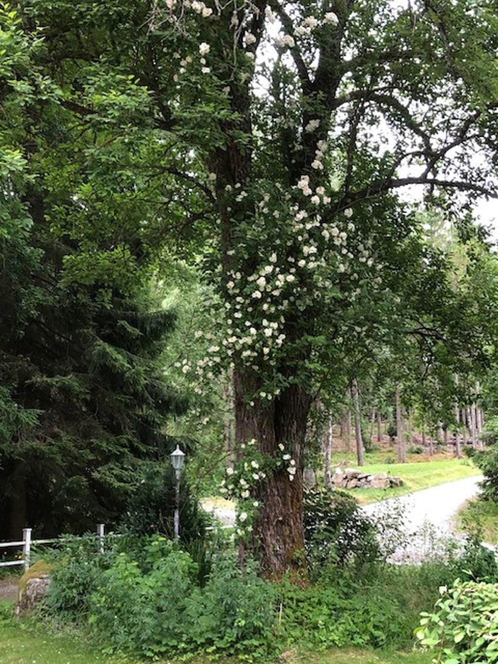 Säljarnas egna bild