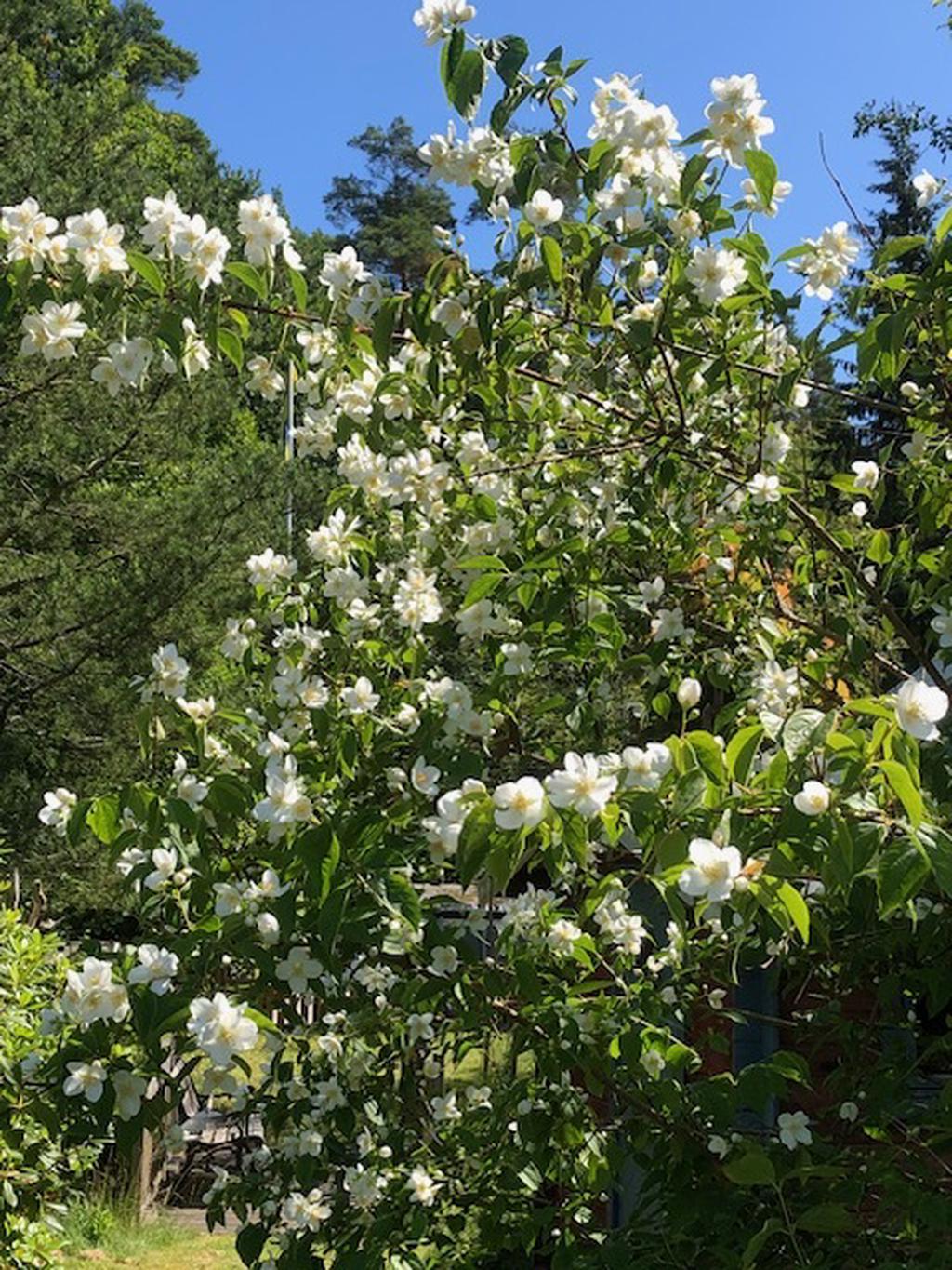 Säljarnas egna bild