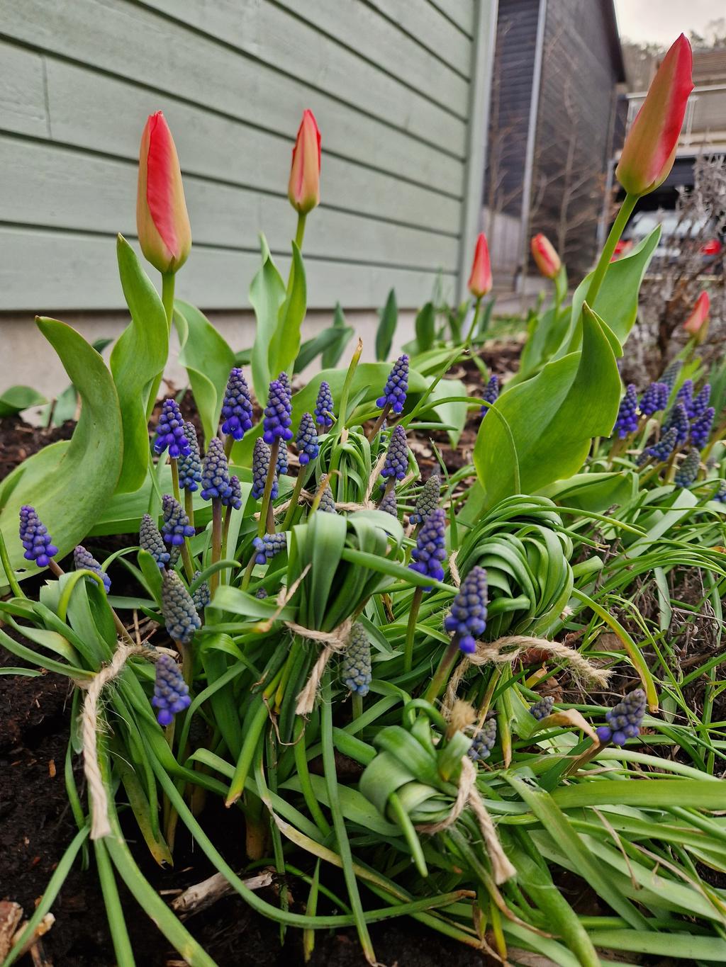 Säljarens egna bild