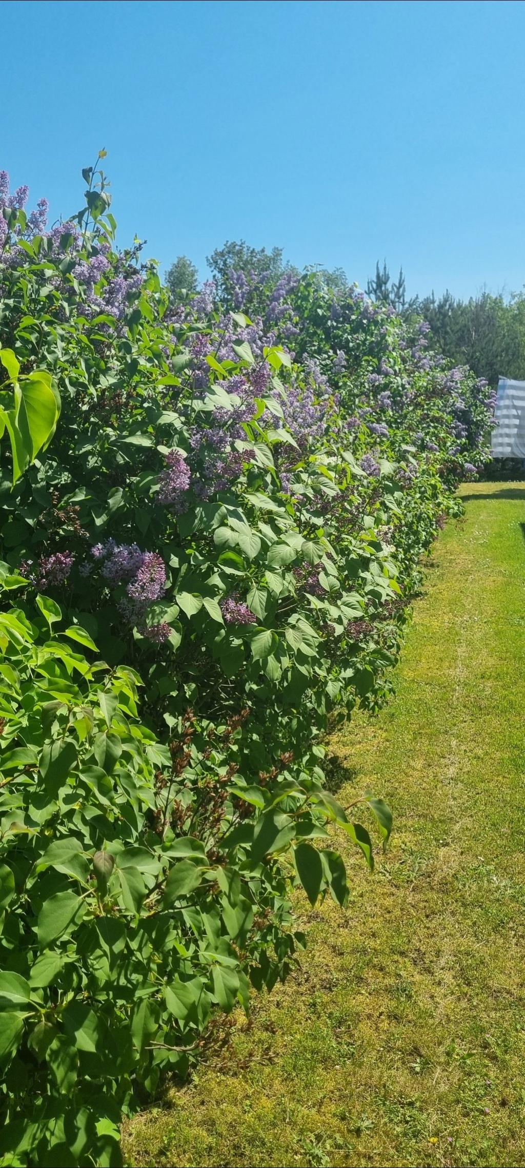 Säljarens trädgårdsbilder