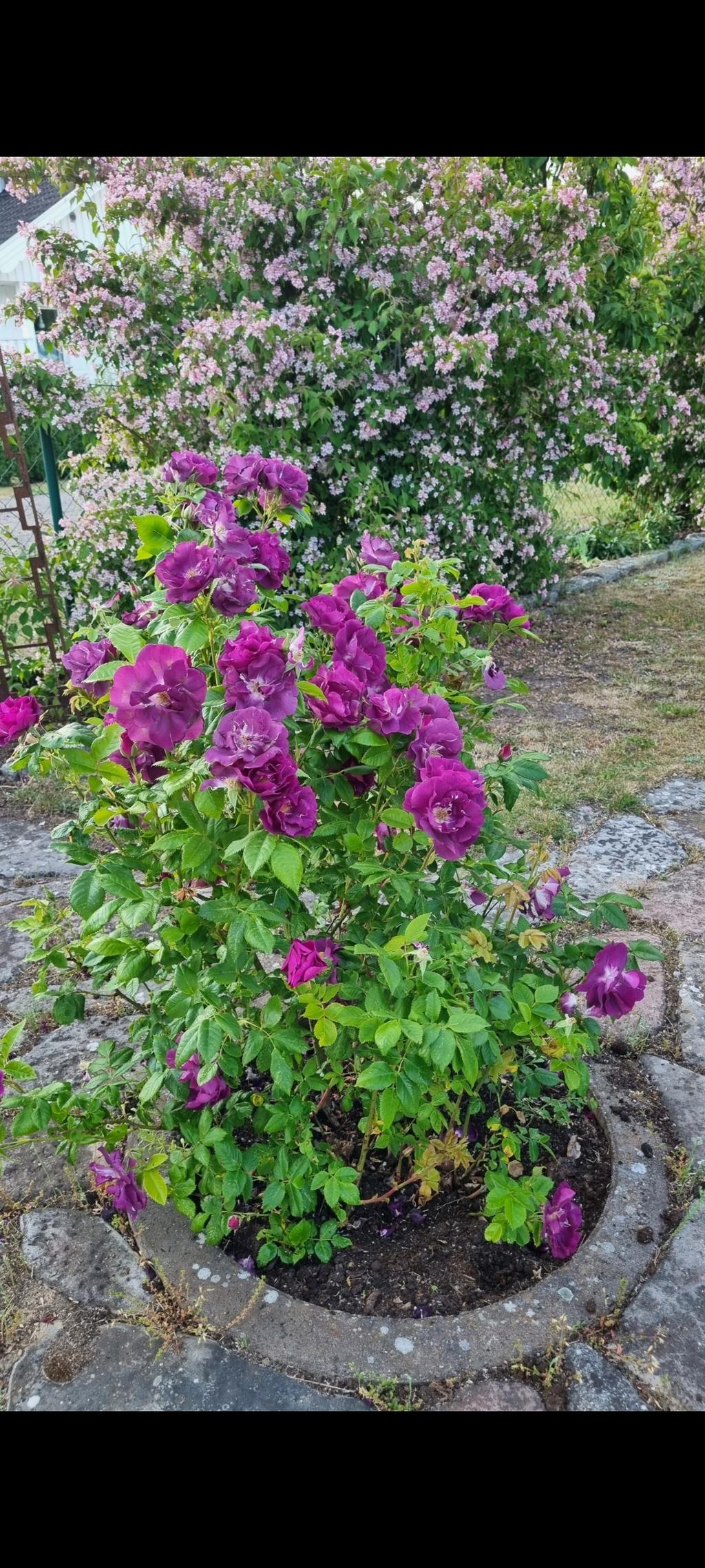 Säljarens trädgårdsbilder