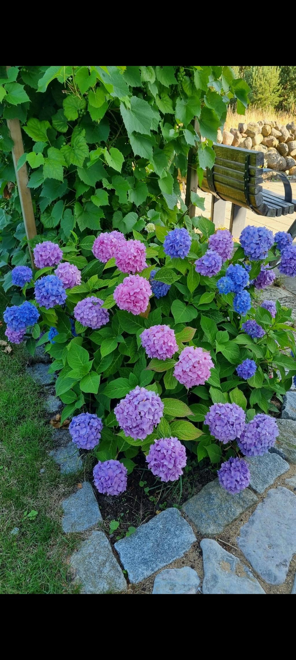 Säljarens trädgårdsbilder