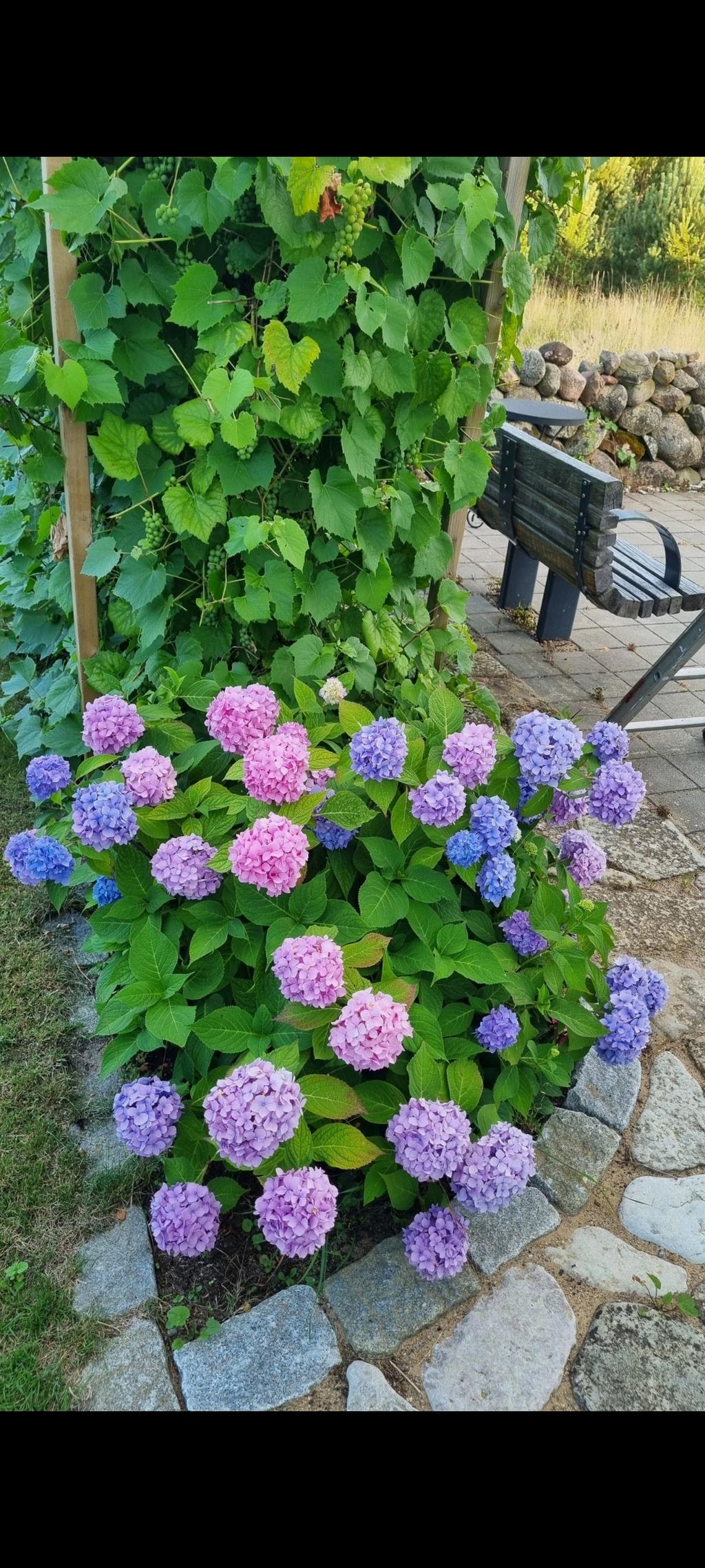 Säljarens trädgårdsbilder