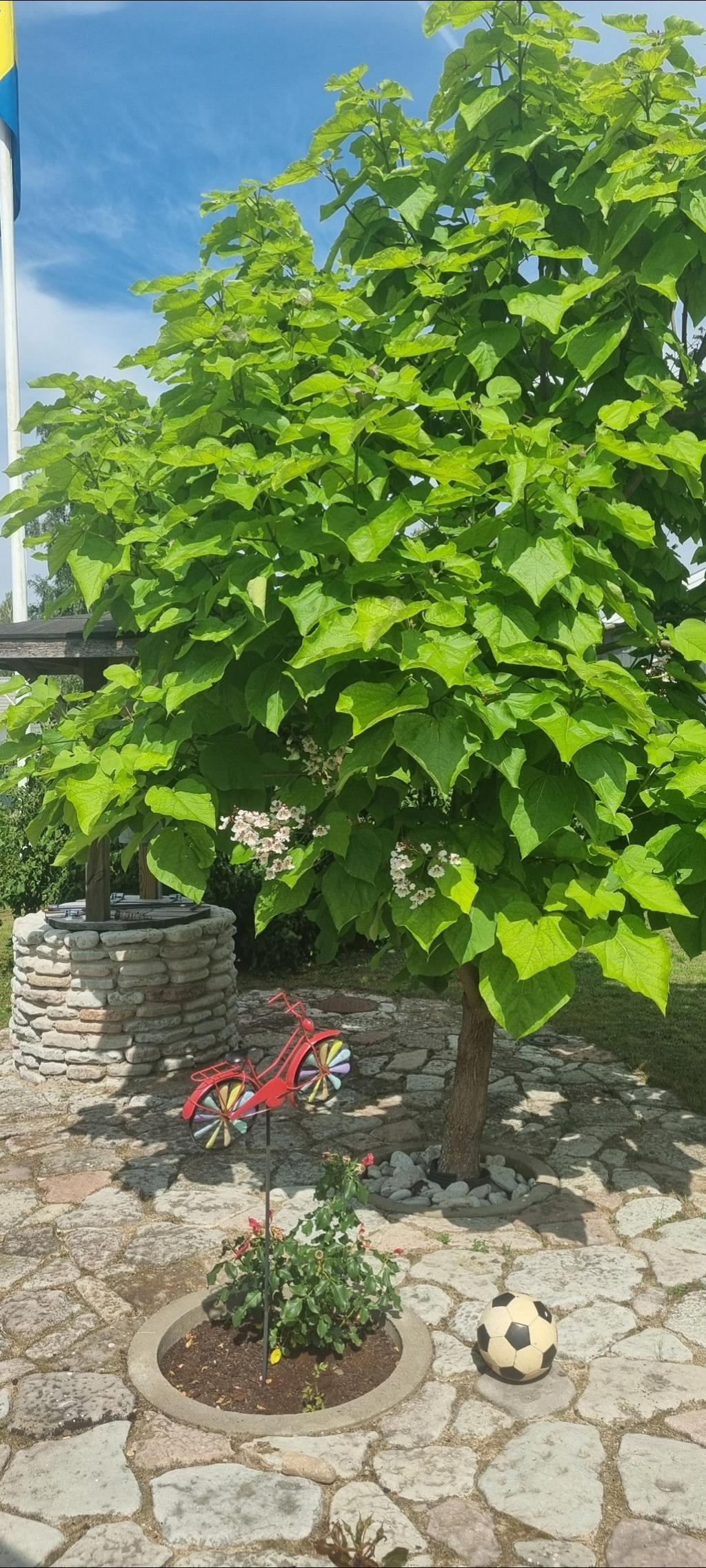 Säljarens trädgårdsbilder