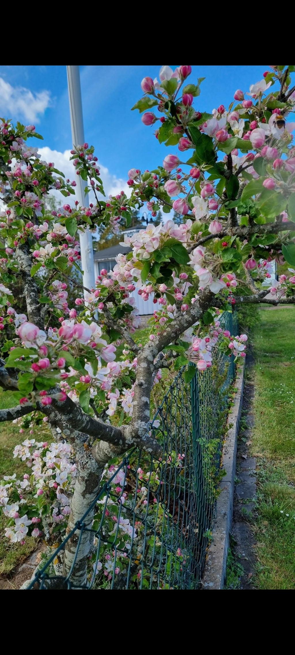 Säljarens trädgårdsbilder