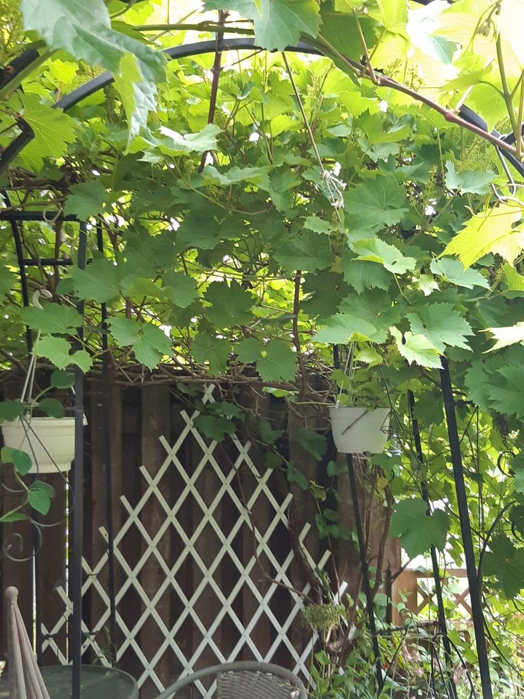 Säljarens bilder - vinrankan