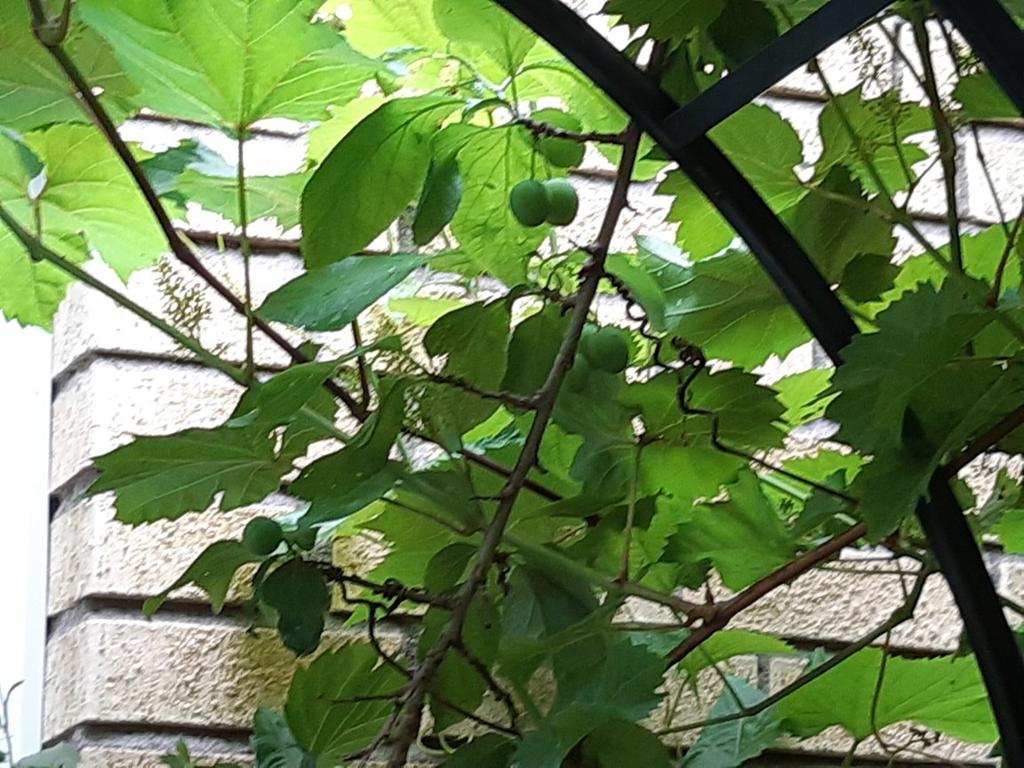 Säljarens egna bilder. Plommonträdet på uteplatsen.