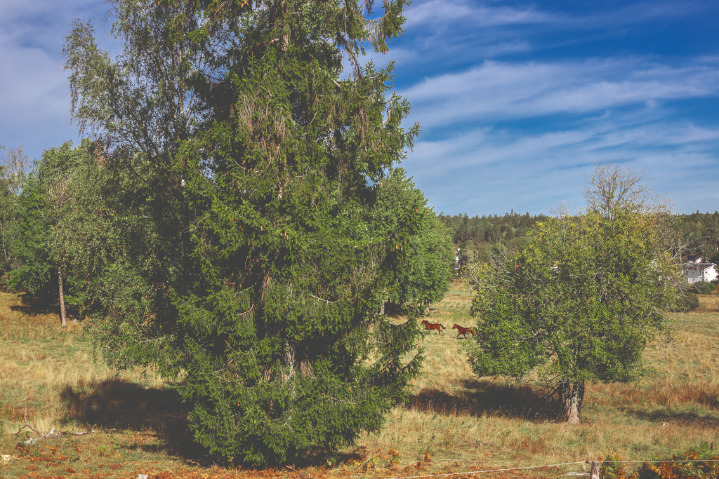 Hästar och får i hagen precis i närheten