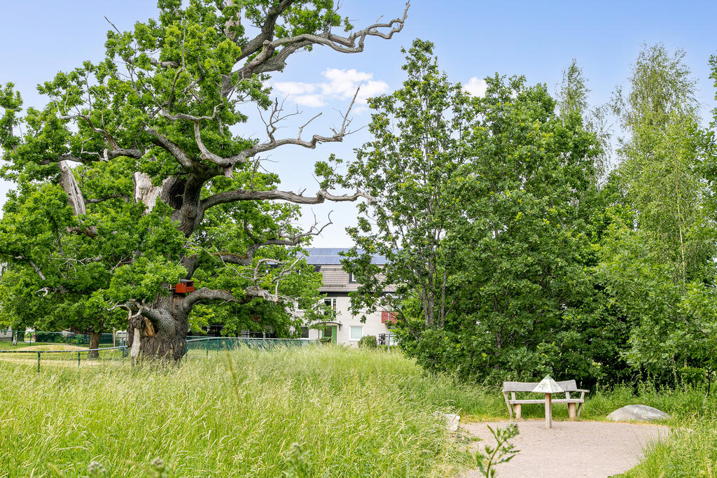 Grönskande omgivningar 