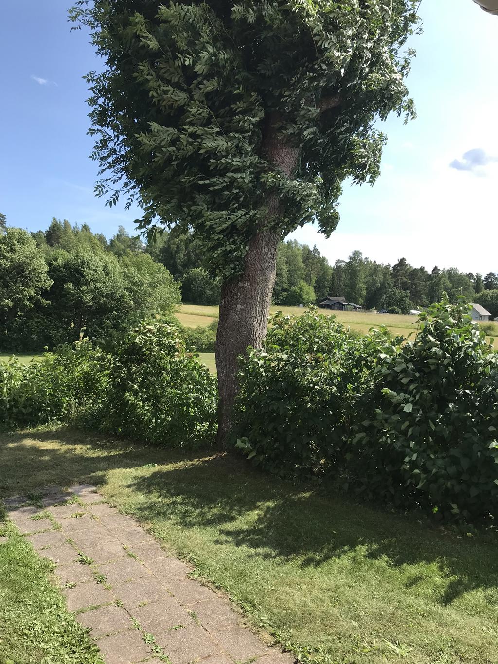 Sommarbild