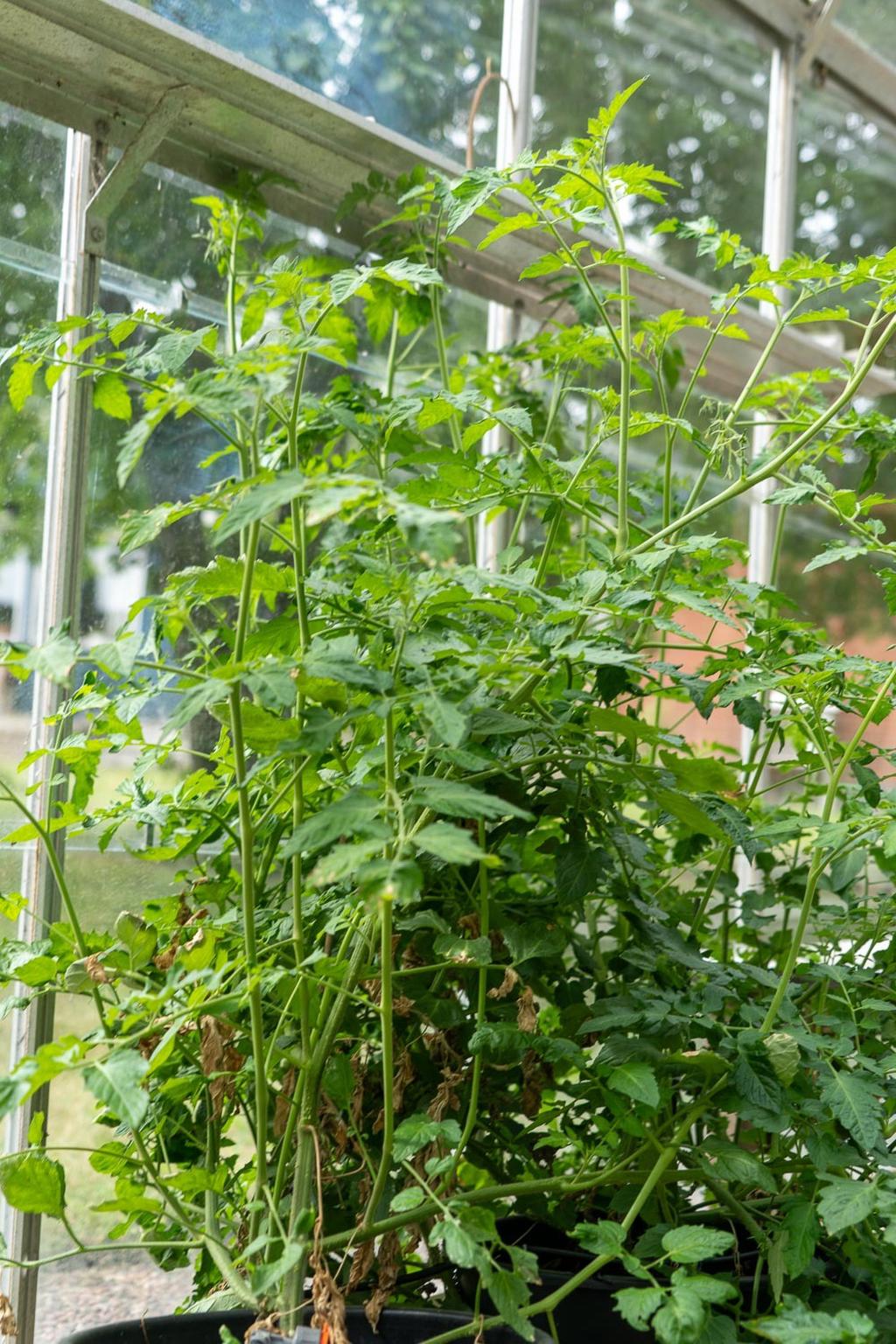 Säljaren egna bilder