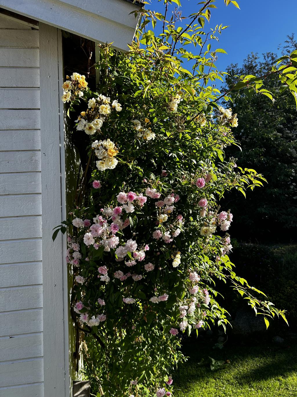 Rosor i trädgården, sommartid