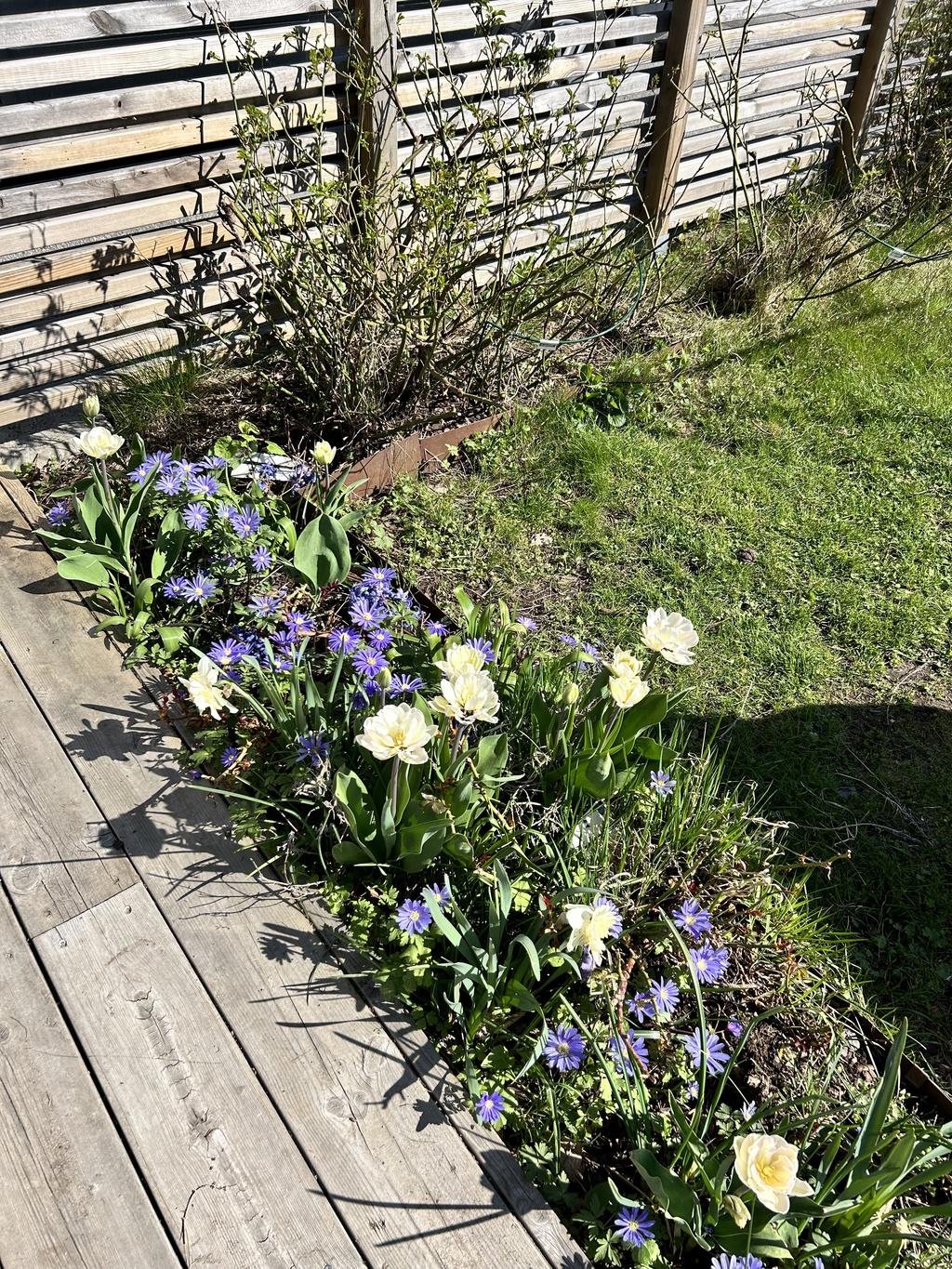 Blommande rabatt intill uteplats, sommartid