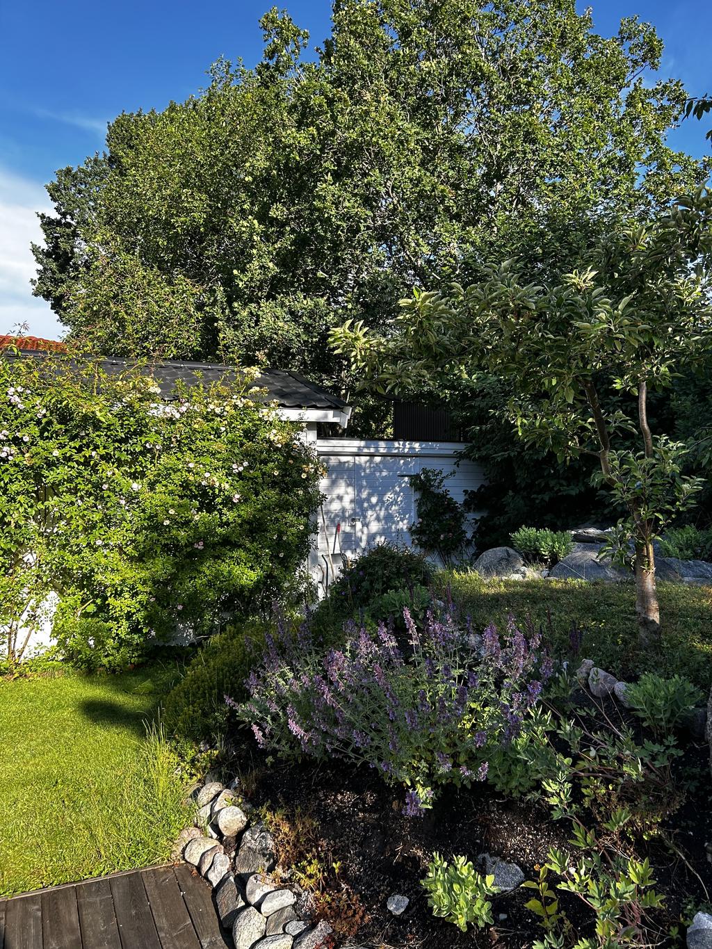 Perenna växter i trädgården, sommartid