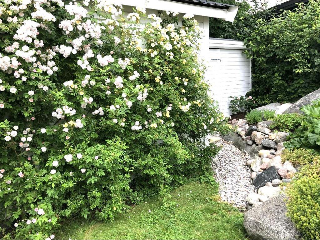 Sommarbild av trädgården mot bod och förråd