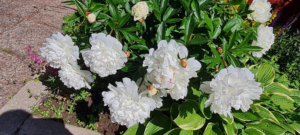 Säljarnas egna bilder.