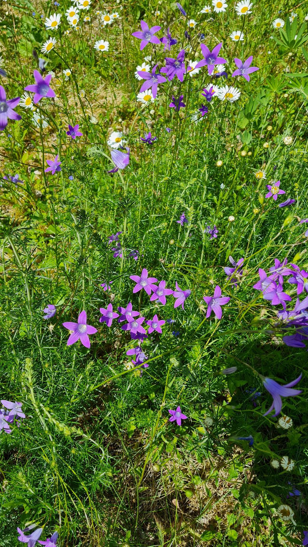 Säljarnas egna bilder.