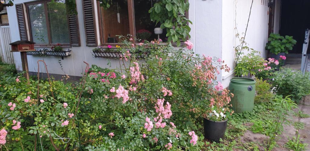 Säljarens egna bild