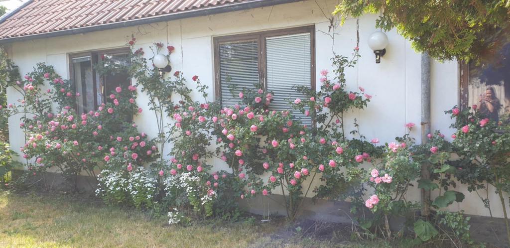 Säljarens egna bild