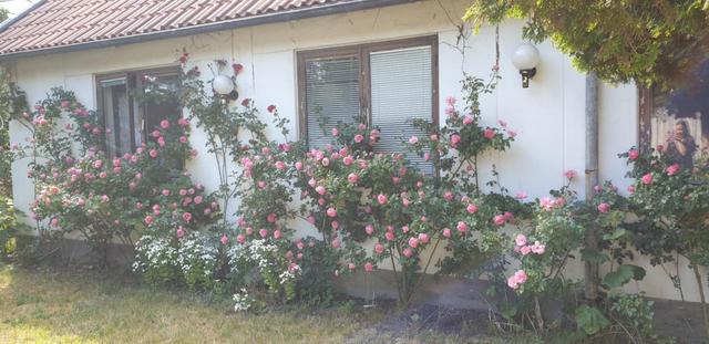 Säljarens egna bild