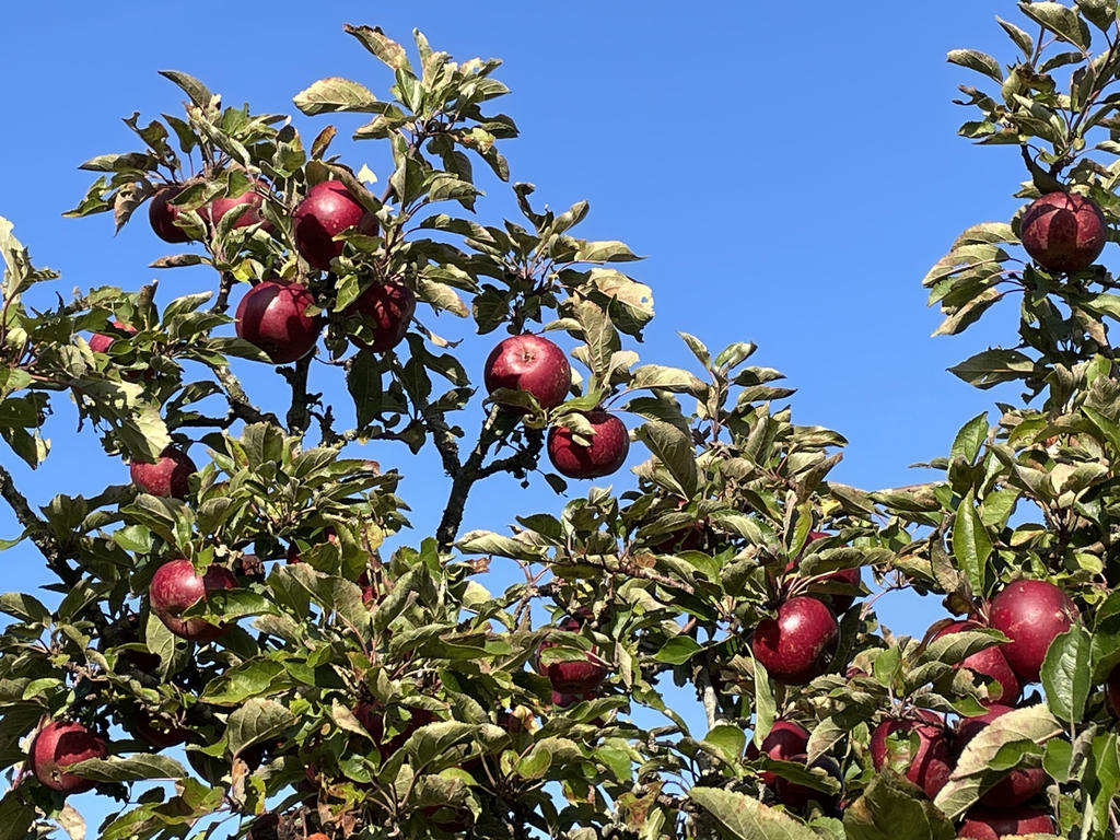 Trädgårdens egen skörd! 
