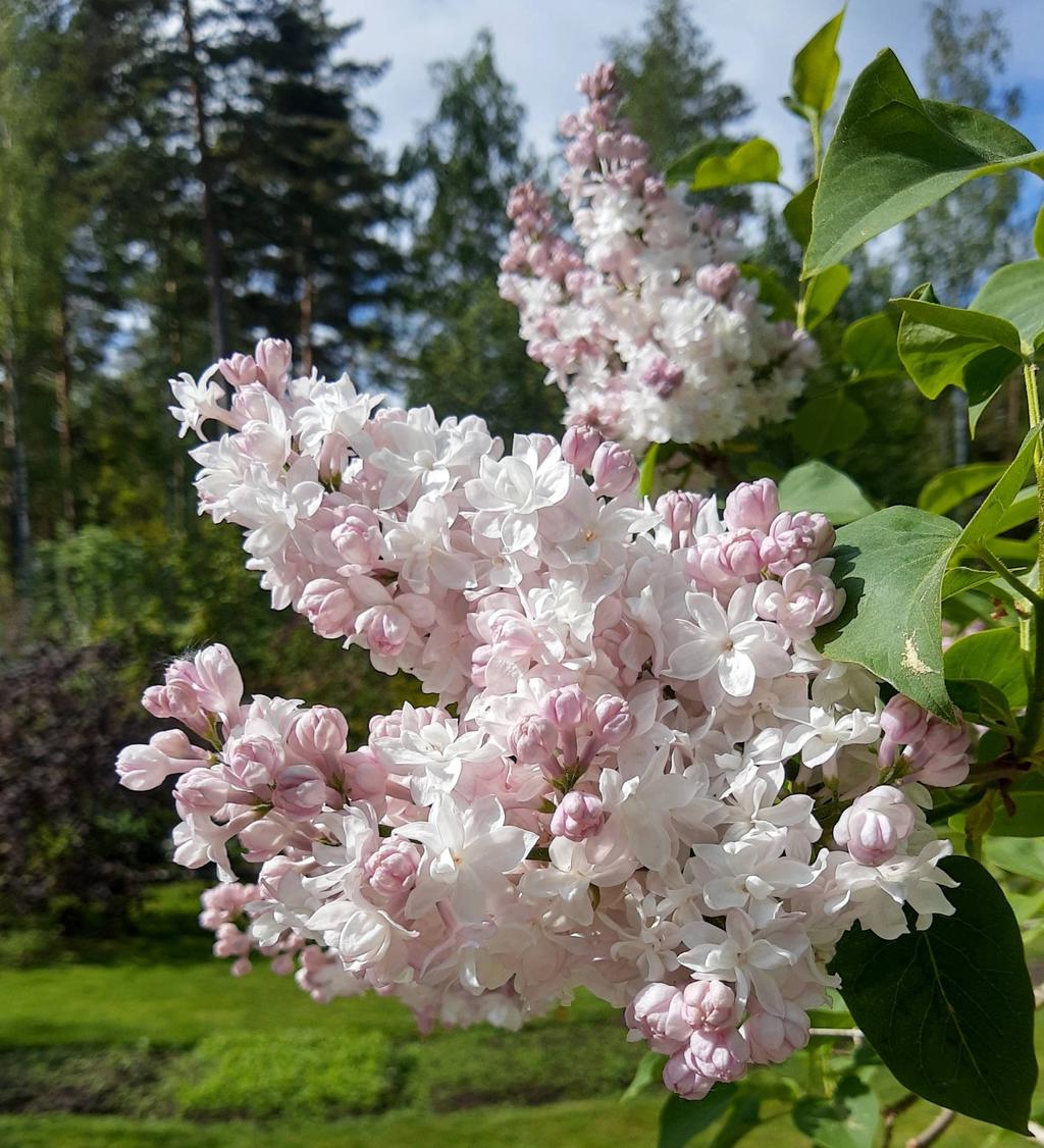 Ett utkast av säljarens egna bilder av en fantastisk trädgård