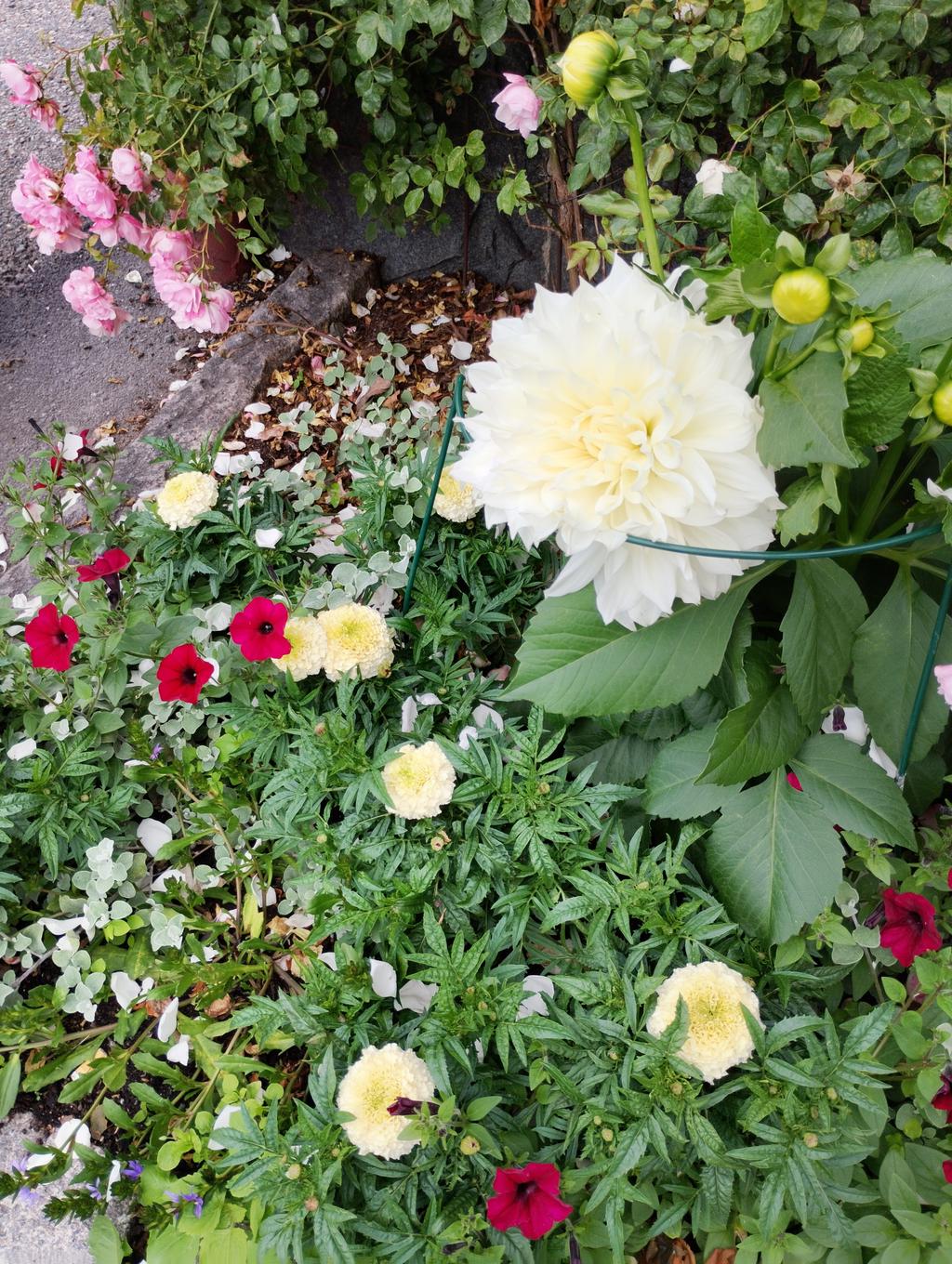 Trädgårdsbild sommartid
(Foto: Säljaren)