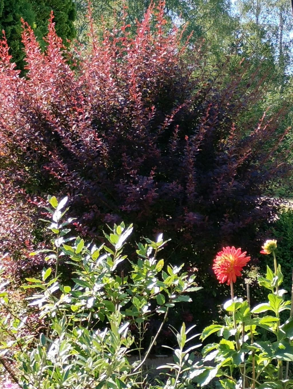 Trädgårdsbild sommartid
(Foto: Säljaren)