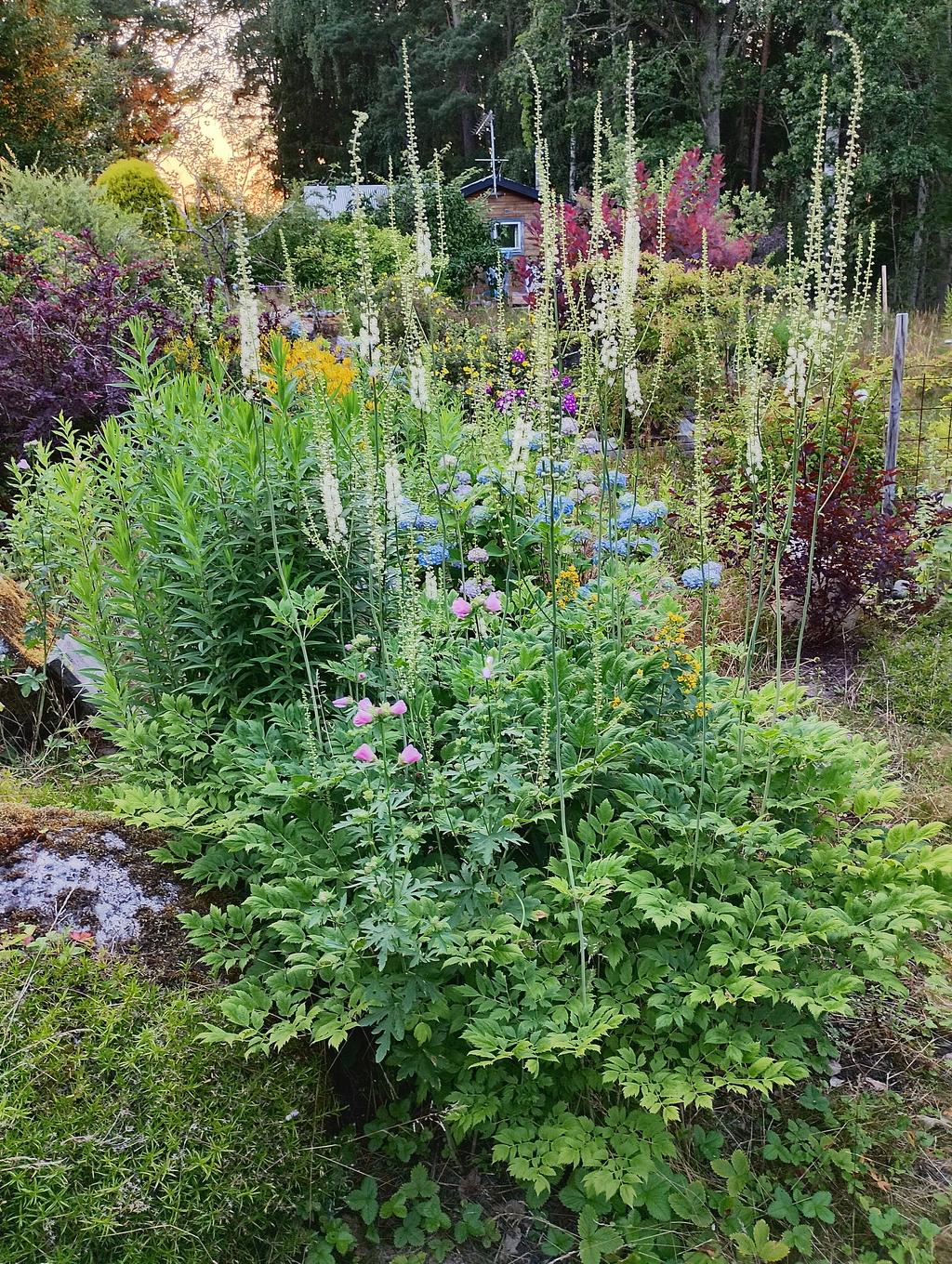 Trädgårdsbild sommartid
(Foto: Säljaren)