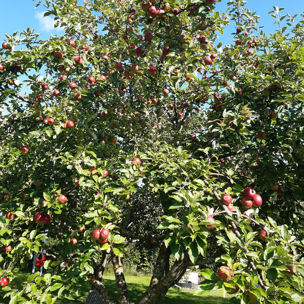 Säljarens sommar bilder