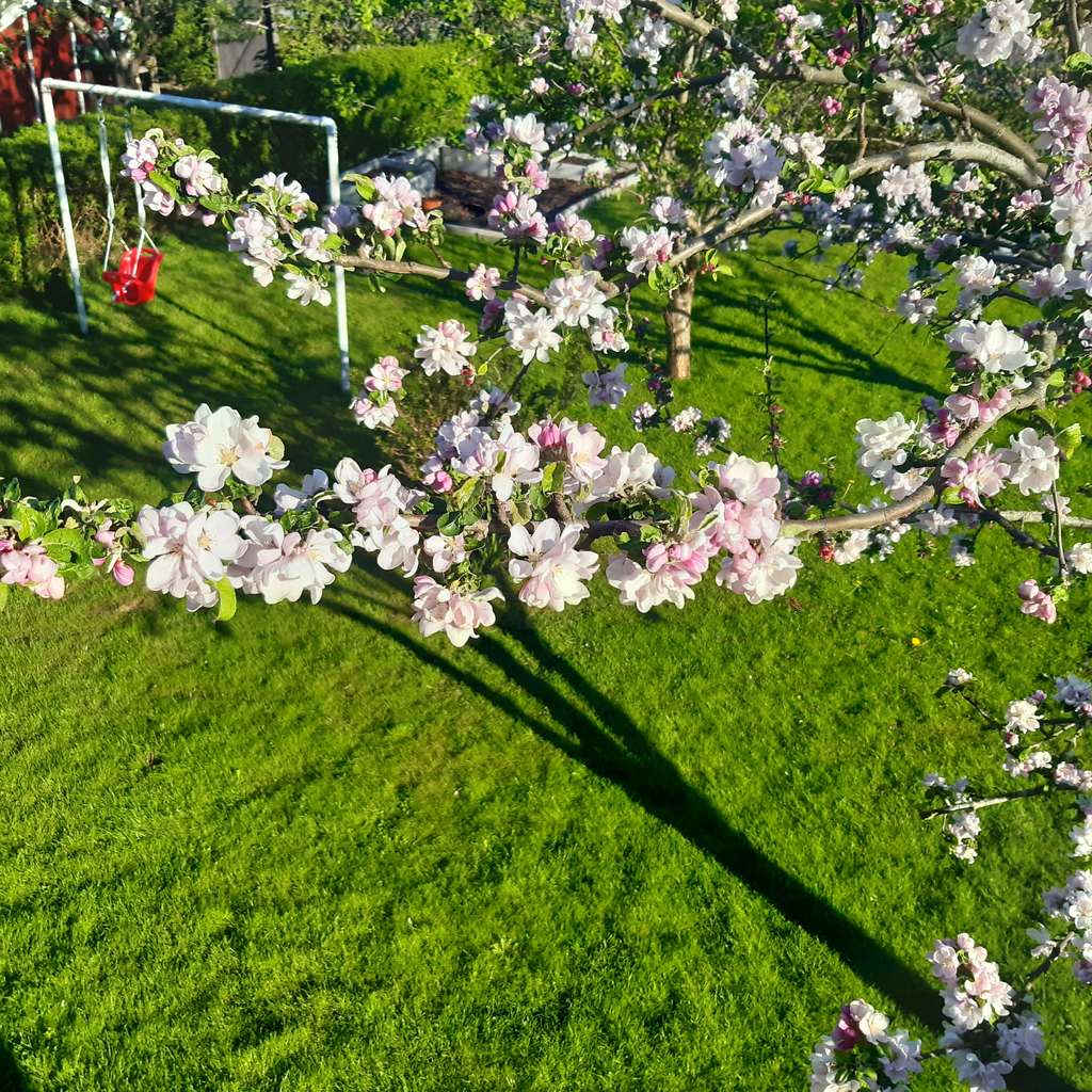 Säljarens sommar bilder
