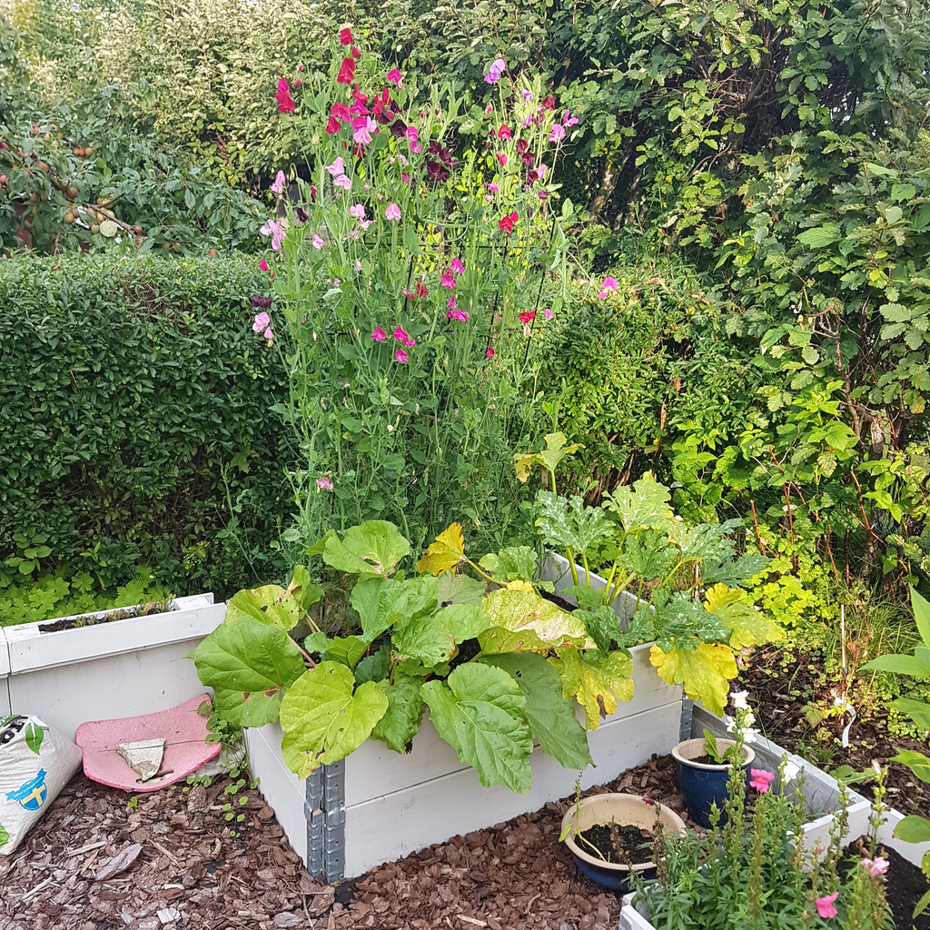 Säljarens sommar bilder