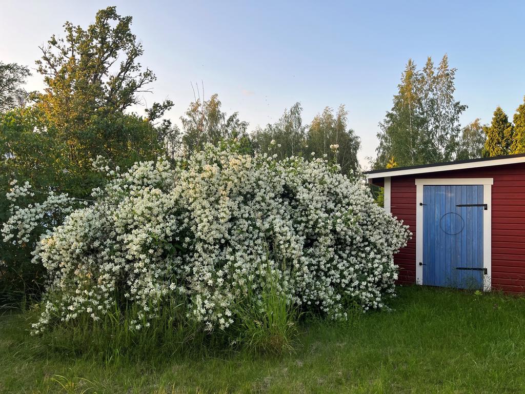 Doftschersminen vid blå förrådet