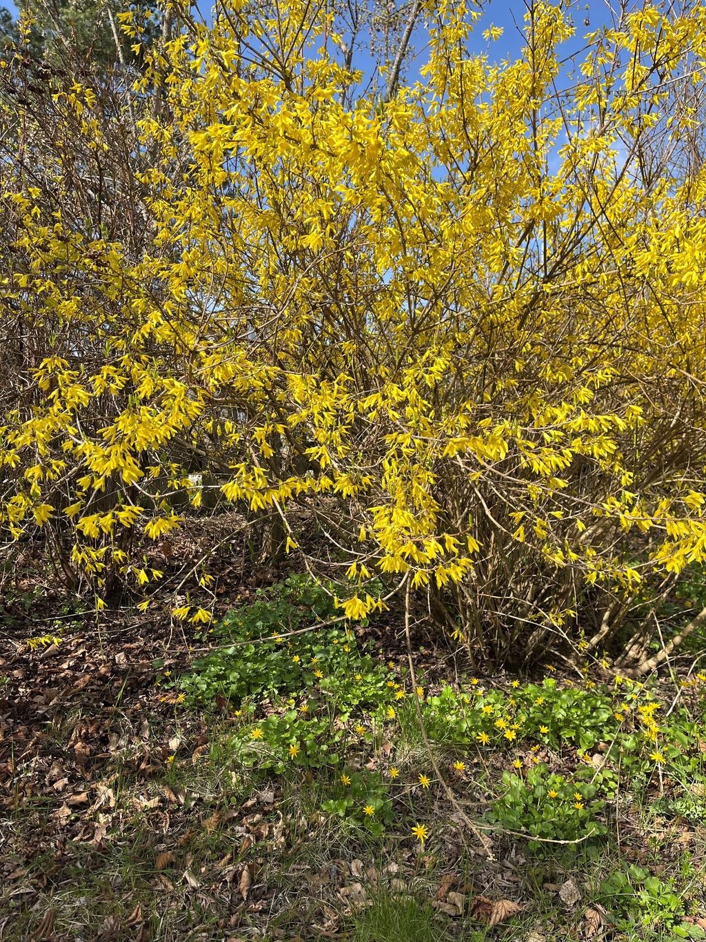 Forsythian blommar på bar kvist och under färgas snart gräsmattan gul av svalörten. Finns en finare utsikt från matbordet vid fönstret?